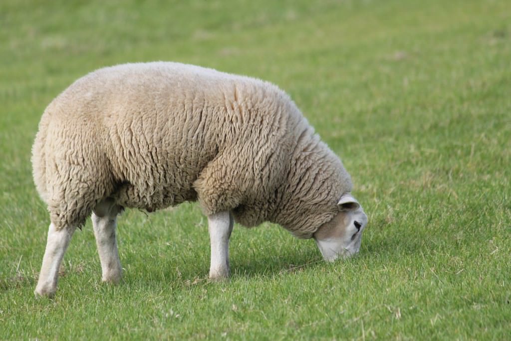Schaf in Emden